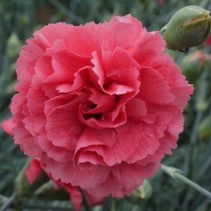 OEILLET FLAMINGO rose p